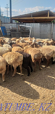 Sheep young rams are sold a large selection of Almaty. Almaty - photo 2