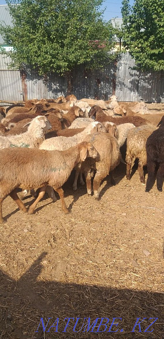 Sheep young rams are sold a large selection of Almaty. Almaty - photo 1