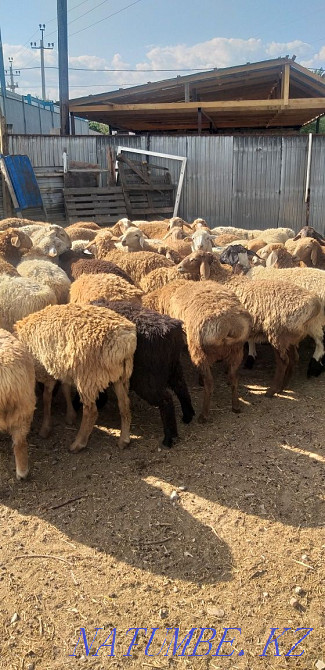 Sheep young rams are sold a large selection of Almaty. Almaty - photo 2