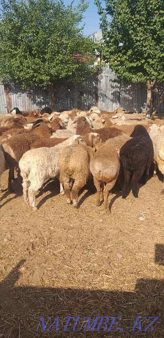 Sheep young rams are sold a large selection of Almaty. Almaty - photo 3
