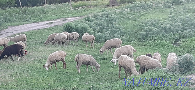Sheep are fat  - photo 2
