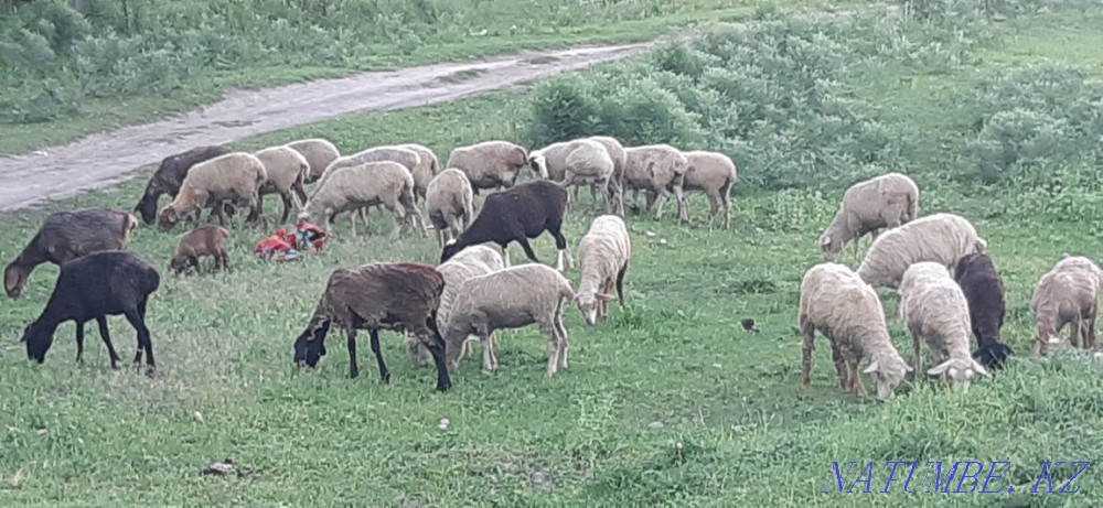 Sheep are fat  - photo 4