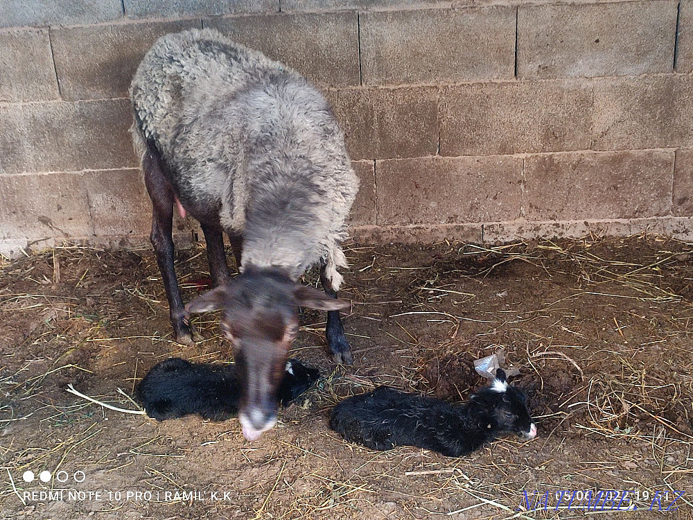 Sheep of the Romanov breed  - photo 2