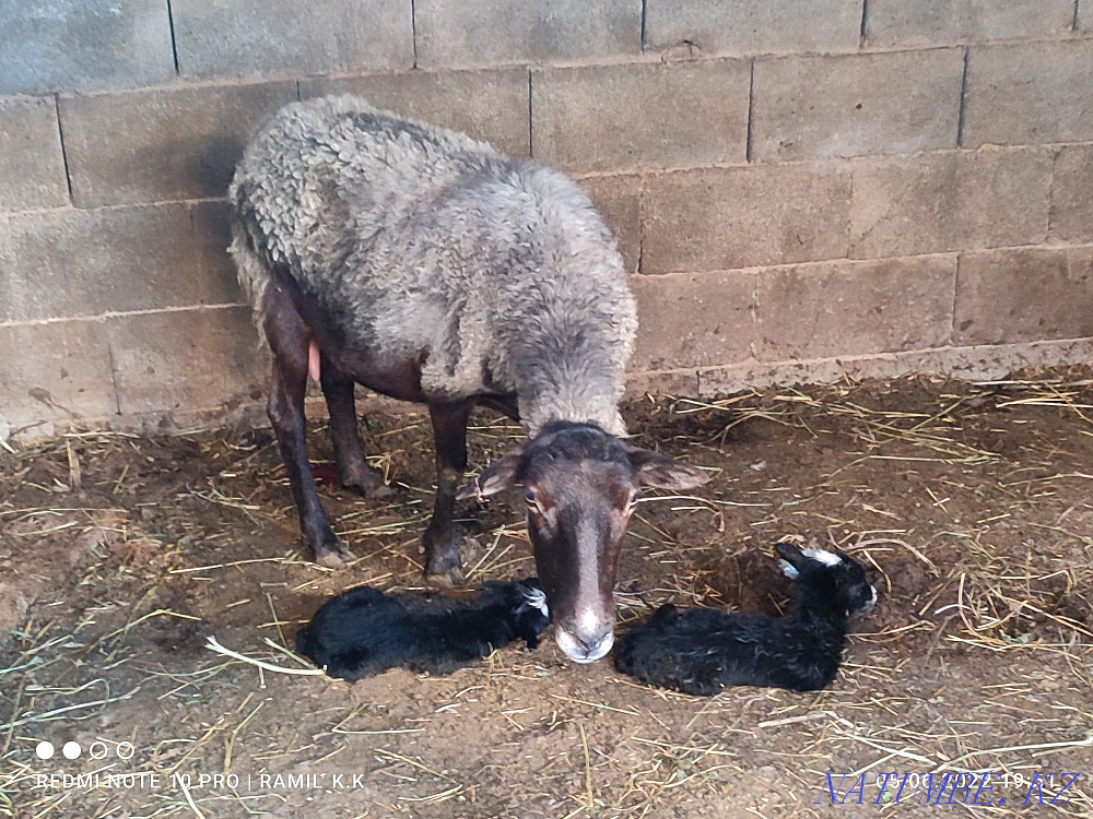 Sheep of the Romanov breed  - photo 1
