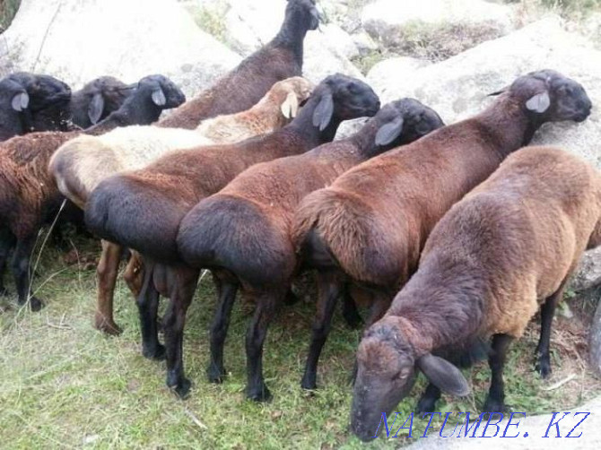 I sell rams, sheep. To?tylar, t?sa?tar, sekter, ?oilar, ?osh?arlar bar Almaty - photo 1