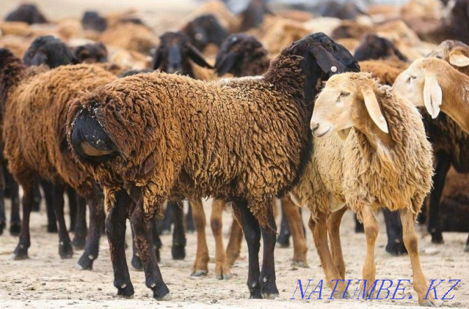 I sell rams, sheep. To?tylar, t?sa?tar, sekter, ?oilar, ?osh?arlar bar Almaty - photo 2