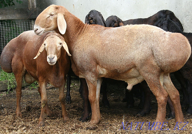 I sell rams, sheep. To?tylar, t?sa?tar, sekter, ?oilar, ?osh?arlar bar Almaty - photo 3