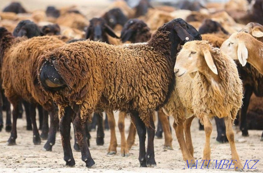 I sell rams, sheep. To?tylar, t?sa?tar, sekter, ?oilar, ?osh?arlar bar Almaty - photo 2