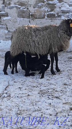 Романовские овцы Актобе - изображение 1