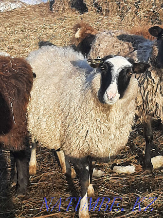 Романовские овцы Актобе - изображение 3
