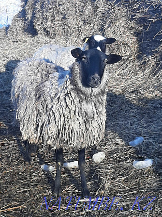 Романовские овцы Актобе - изображение 4