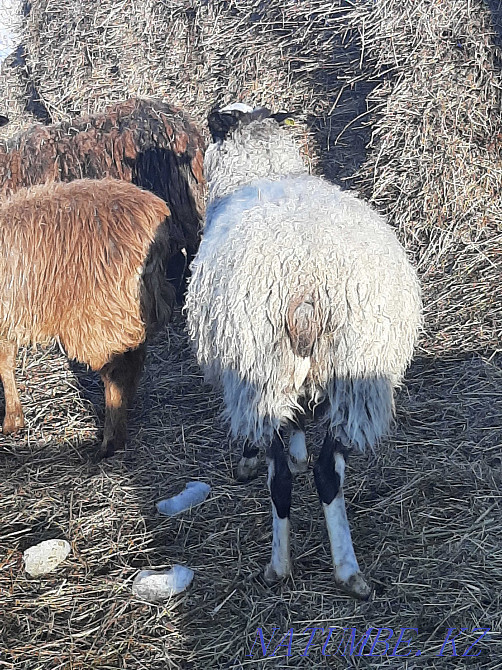 Romanov sheep Aqtobe - photo 2