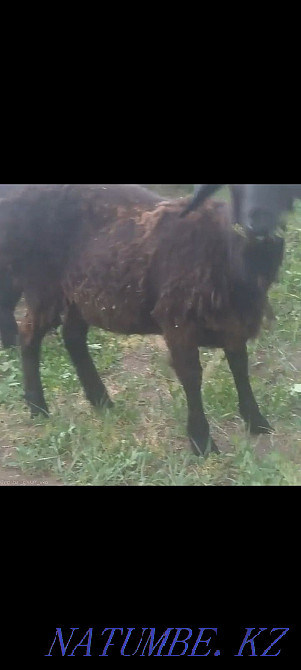 Овцы гиссарские чистые  - изображение 3