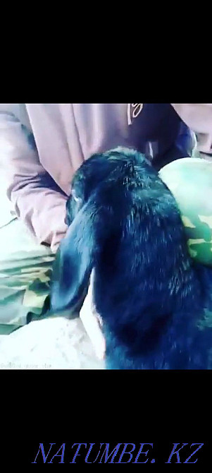 Овцы гиссарские чистые  - изображение 4