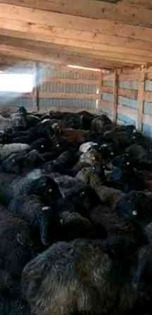 Продаётся бараны токтушки овцы. В центре города. Имеется доставка гА Almaty