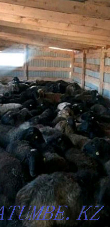 Sheep toktushka sheep for sale. Downtown. Delivery available ha Almaty - photo 2