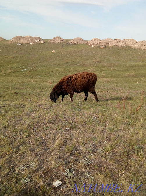 Продам овцу ( яловую ярку 1,5 года) Кокшетау - изображение 1