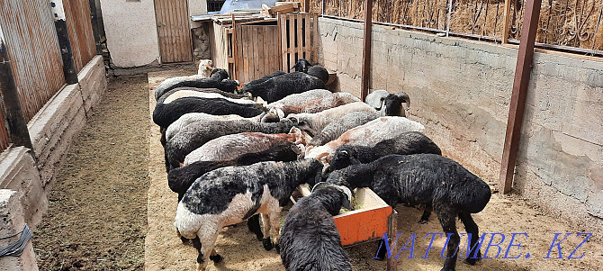 Koi tokty tusak koshkar ram sheep Kyzylorda - photo 2