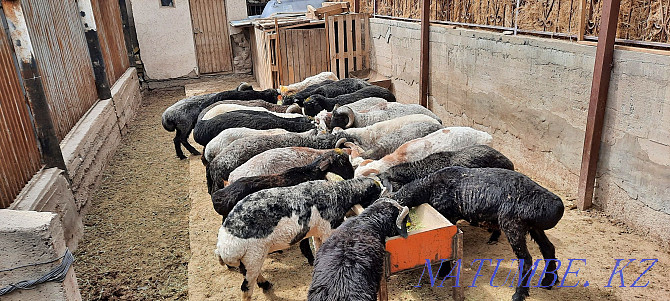 Koi tokty tusak koshkar ram sheep Kyzylorda - photo 3