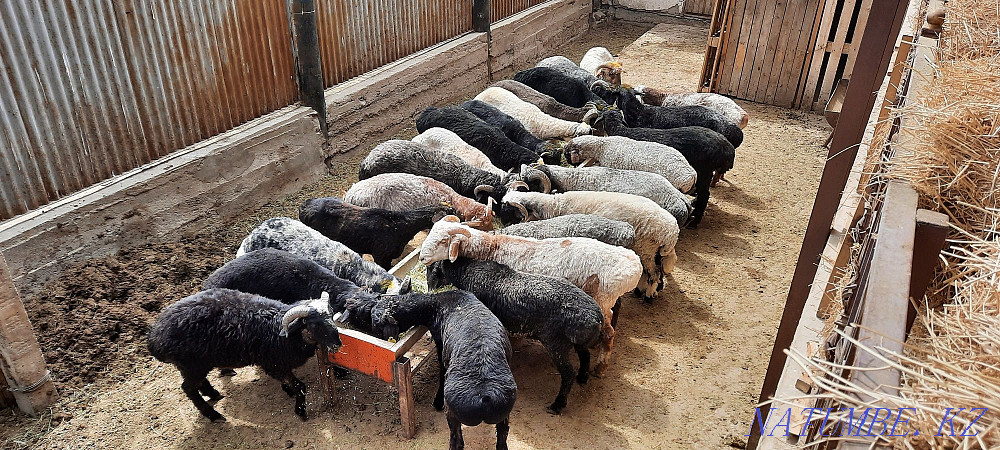 Кой токты тусак кошкар баран овцы Кызылорда - изображение 1