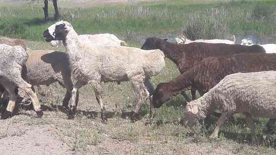 Овцы на продажу. Kapshagay