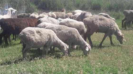 Овцы на продажу. Конаев