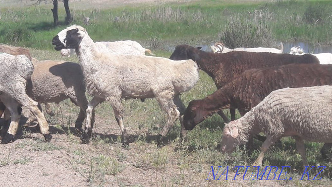 Овцы на продажу. Конаев - изображение 1