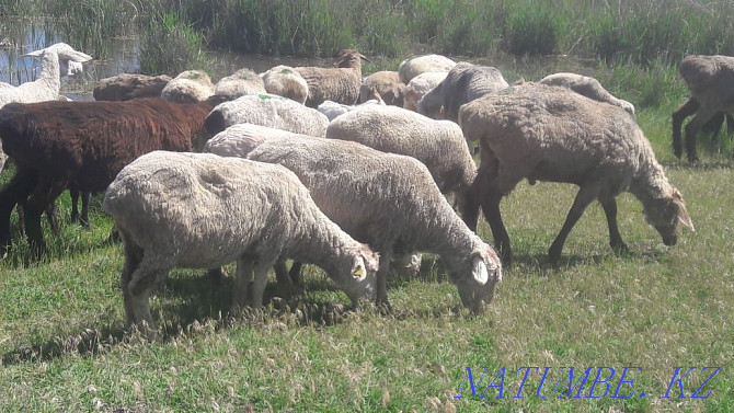 Овцы на продажу. Конаев - изображение 2