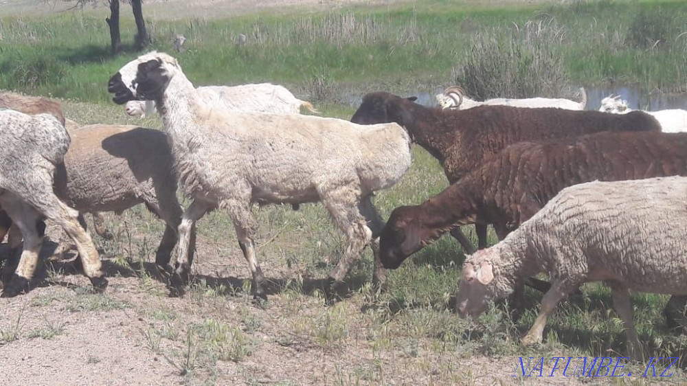 Sheep for sale. Kapshagay - photo 1