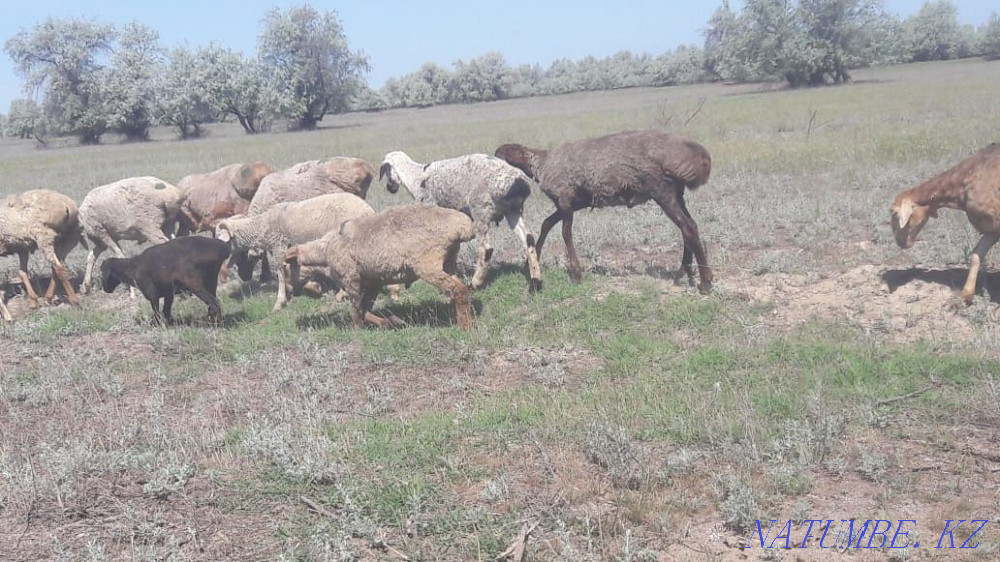Sheep for sale. Kapshagay - photo 4