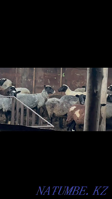 Roman ?oils. Sheep of the Romanov breed Нургиса Тлендиев - photo 3