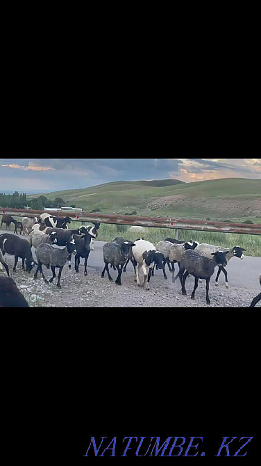 Roman ?oils. Sheep of the Romanov breed Нургиса Тлендиев - photo 2