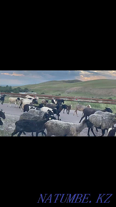 Roman ?oils. Sheep of the Romanov breed Нургиса Тлендиев - photo 1