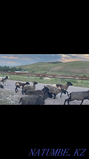 Roman ?oils. Sheep of the Romanov breed Нургиса Тлендиев - photo 4
