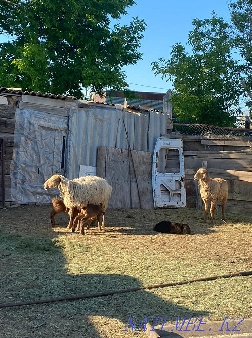 75000 тенге .Овца с одним ягненком . Аксай - изображение 1