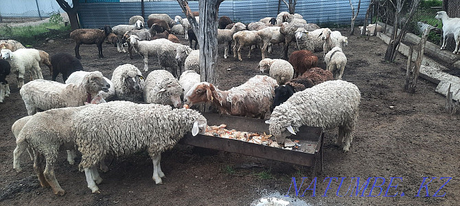 Koi.tokty.goats.cats.ram.lambs.sheep Esik - photo 1