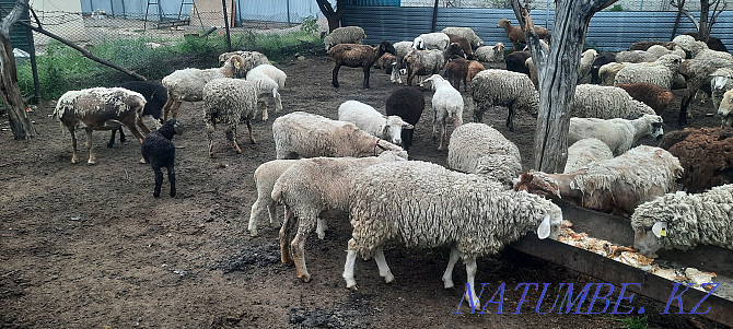 Koi.tokty.goats.cats.ram.lambs.sheep Esik - photo 4