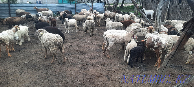 Koi.tokty.goats.cats.ram.lambs.sheep Esik - photo 3