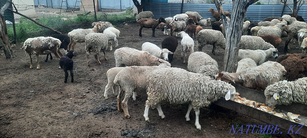 Koi.tokty.goats.cats.ram.lambs.sheep Esik - photo 4