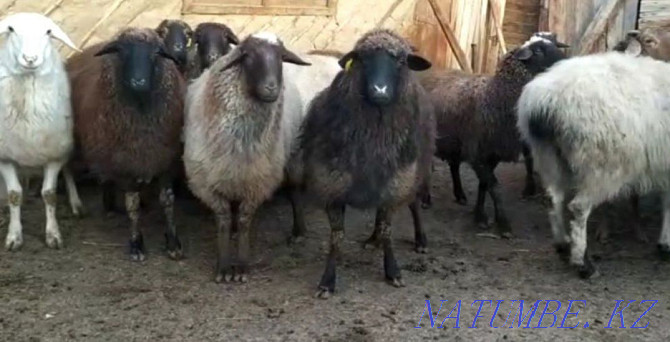 ?oilar, then?tylar (sheep, rams) Almaty - photo 1