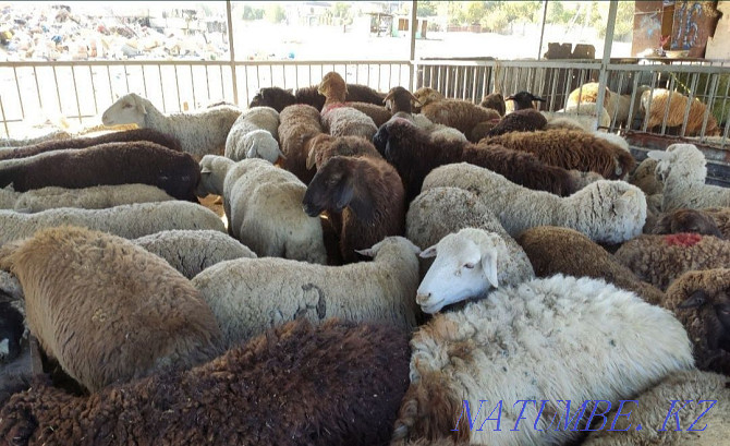 ?oilar, then?tylar (sheep, rams) Almaty - photo 2