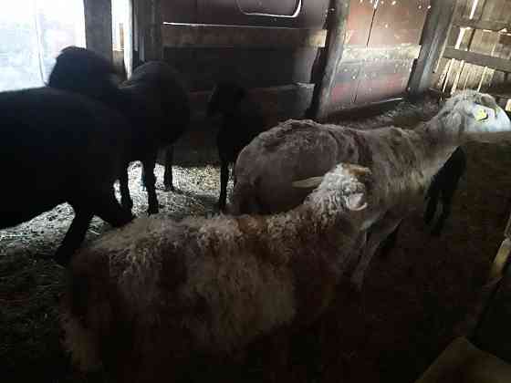 Продам большую овцу с двумя ягнятами и барашка . Petropavlovsk