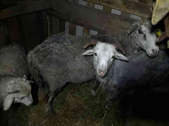Продам большую овцу с двумя ягнятами и барашка . Petropavlovsk