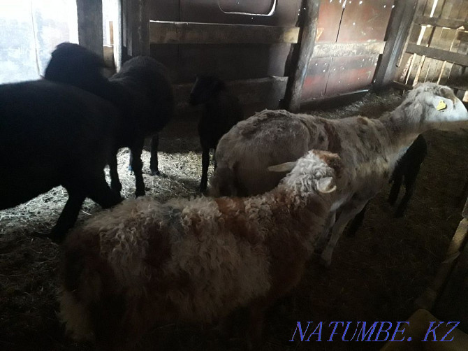 Продам большую овцу с двумя ягнятами и барашка . Петропавловск - изображение 1