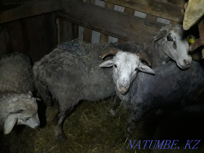 Продам большую овцу с двумя ягнятами и барашка . Петропавловск - изображение 2