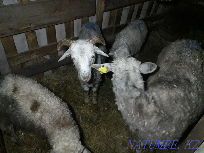 Продам большую овцу с двумя ягнятами и барашка . Петропавловск - изображение 3
