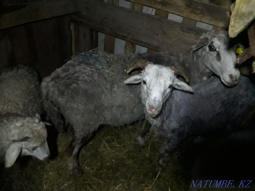 Продам большую овцу с двумя ягнятами и барашка . Петропавловск - изображение 2