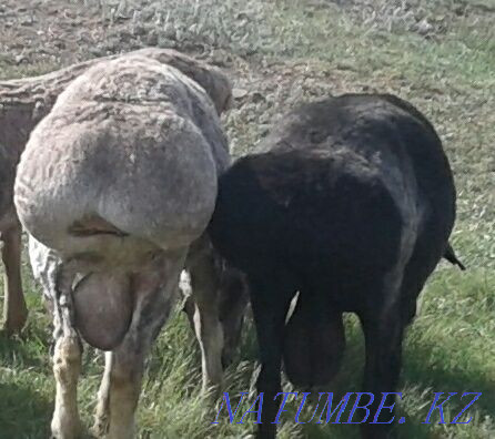 Koi Sheep sheep fat 300 head  - photo 1