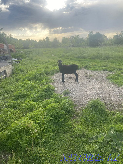 Қой мысық  - изображение 1