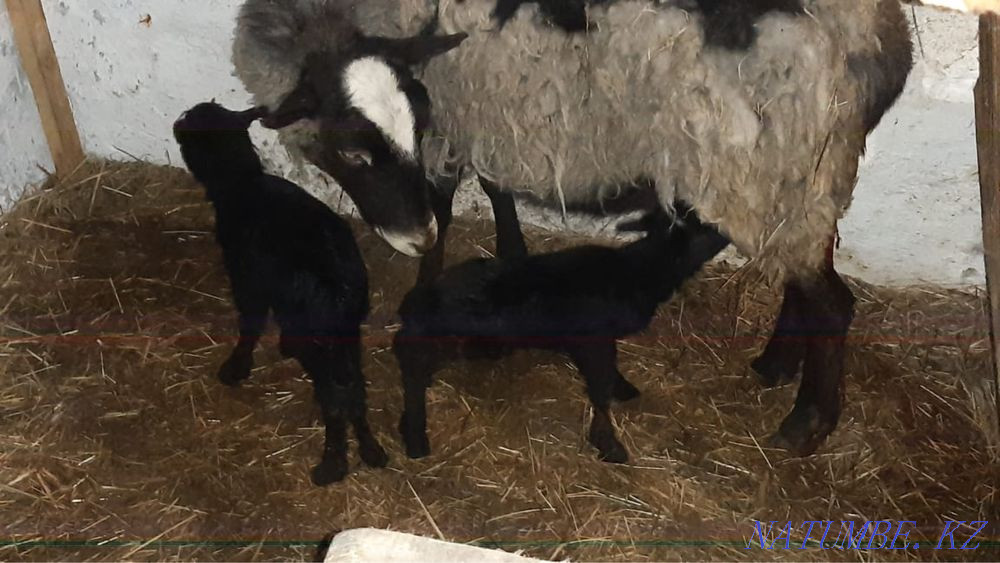 Sheep rams Romanovskie Kostanay - photo 1